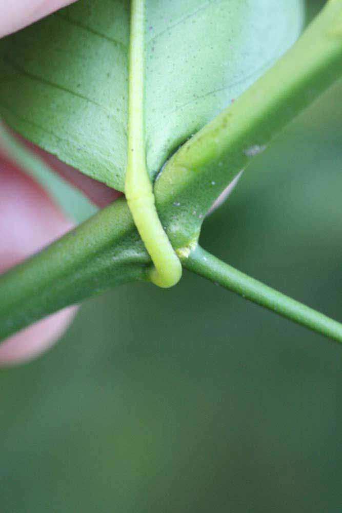              Petiole (Schaub, Riverside, CA)       